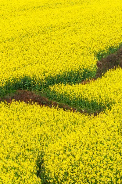 Vista aérea de los campos de terrazas de mostaza en primavera . —  Fotos de Stock