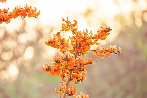 Colorido Bastardo Teca estão em flor . — Fotografia de Stock