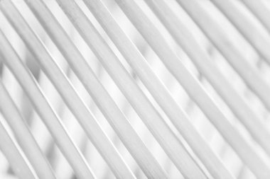 Palm leaves on palm leaves blur background.