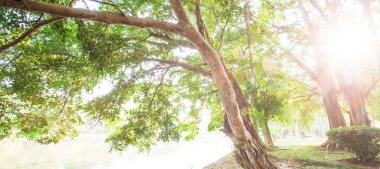 Quite cool banyan trees garden by a lake.