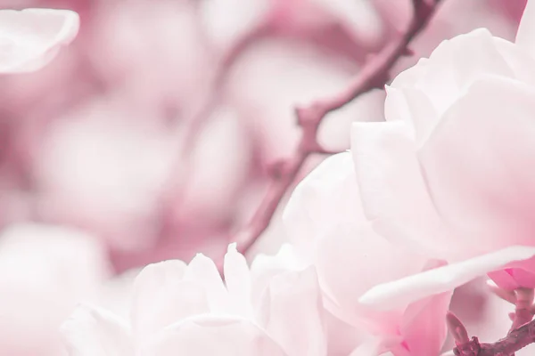 Ανθισμένα ανοιχτόχρωμα ροζ λουλούδια μανόλια βρίσκονται στα κλαδιά της μανόλιας. — Φωτογραφία Αρχείου
