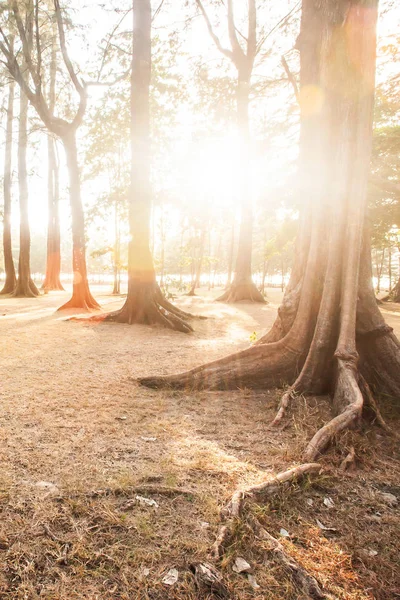 Rayo de sol brillando a través del bosque de pinos al atardecer . —  Fotos de Stock