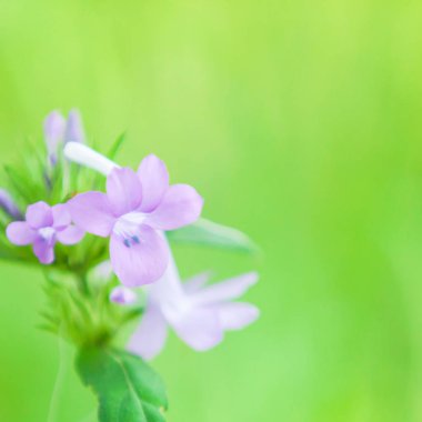 Orchid colour flowers are in bloom.
