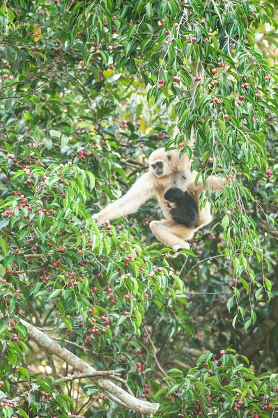 Een moeder Lar Gibbon met baby voeden van vijgen boom. — Stockfoto