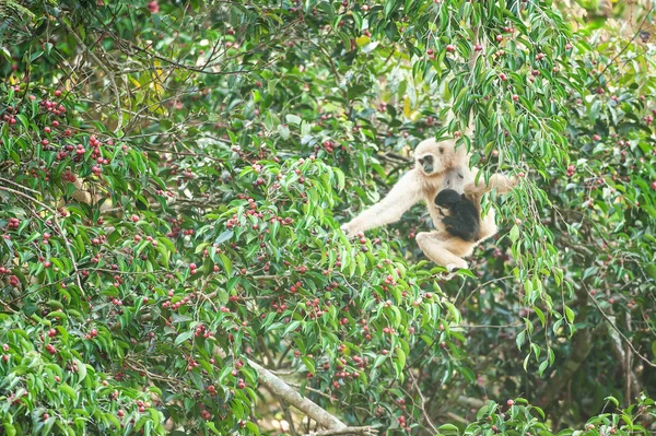 Een moeder Lar Gibbon met baby voeden van vijgen boom. — Stockfoto