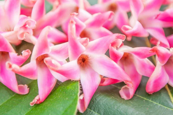 Sal birmana con flores sobre hojas verdes . — Foto de Stock