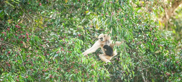 Een moeder Lar Gibbon met baby voeden van vijgen boom. — Stockfoto