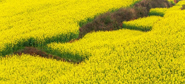 Vista aérea de los campos de terrazas de mostaza en primavera . —  Fotos de Stock