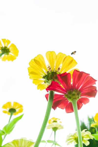 Flores coloridas florescendo e mel abelha coletando pólen . — Fotografia de Stock