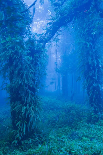 Mystische uralte Bäume in blauem Nebelwald. — Stockfoto