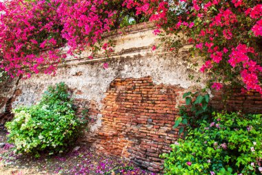 Renkli Bougainvillea çiçekleri antik tuğla duvarda çiçek açmış..