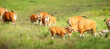Banteng sürüsü tarlada beslenirken dinleniyor..
