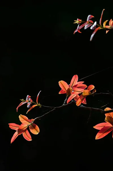 Lindas folhas de laranja jovem contra fundo natural preto . — Fotografia de Stock