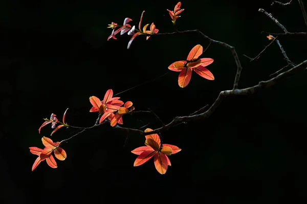 Lindas folhas de laranja jovem contra fundo natural preto . — Fotografia de Stock