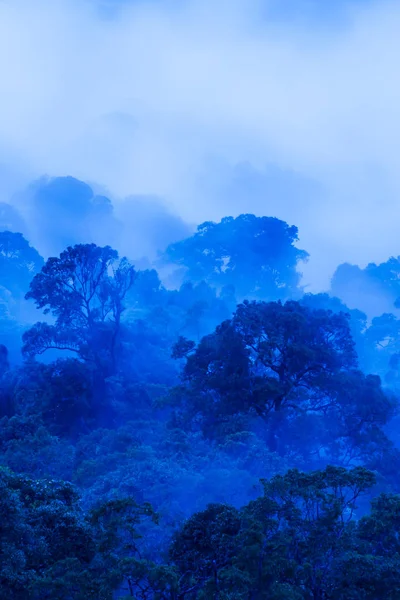 Antiga floresta tropical em azul nebuloso . — Fotografia de Stock