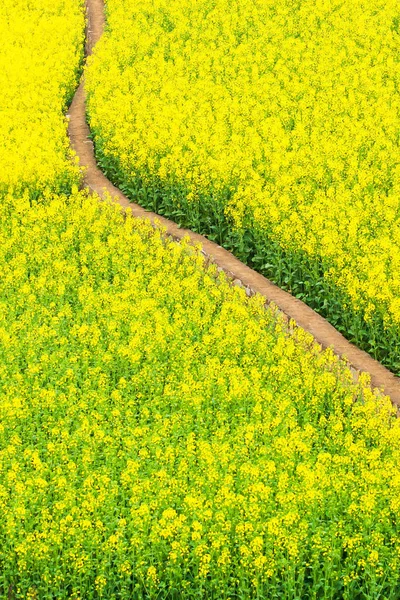 Брудний шлях у жовтому гірчичному полі . — стокове фото