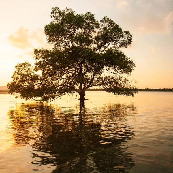 Egy nagy mangrove fa áll egyedül a tenger mellett.. — Stock Fotó