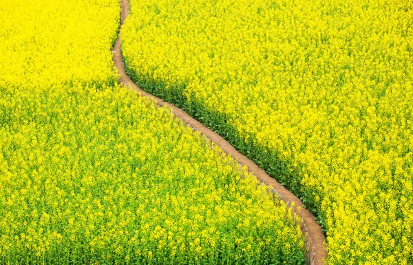 Feldweg in einem gelben Senffeld. — Stockfoto