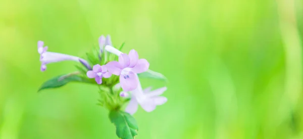 Цветут фиолетовые цветы . — стоковое фото