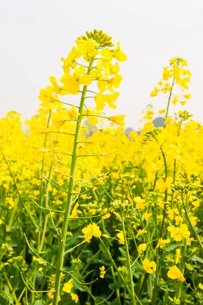 Coloridas flores amarillas de planta de mostaza en plena floración . — Foto de Stock