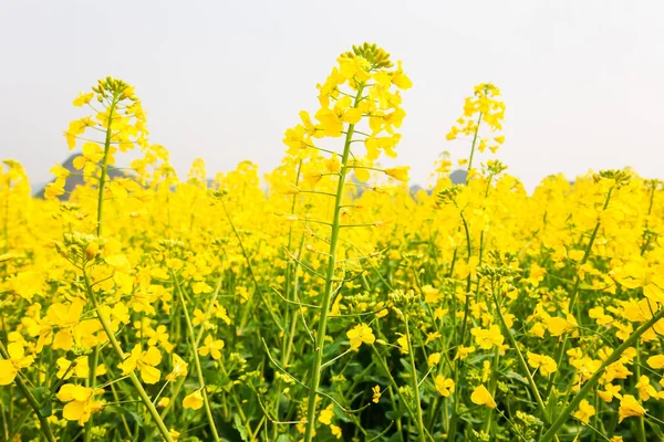 A mustárnövény színes sárga virágai teljes virágzásban. — Stock Fotó