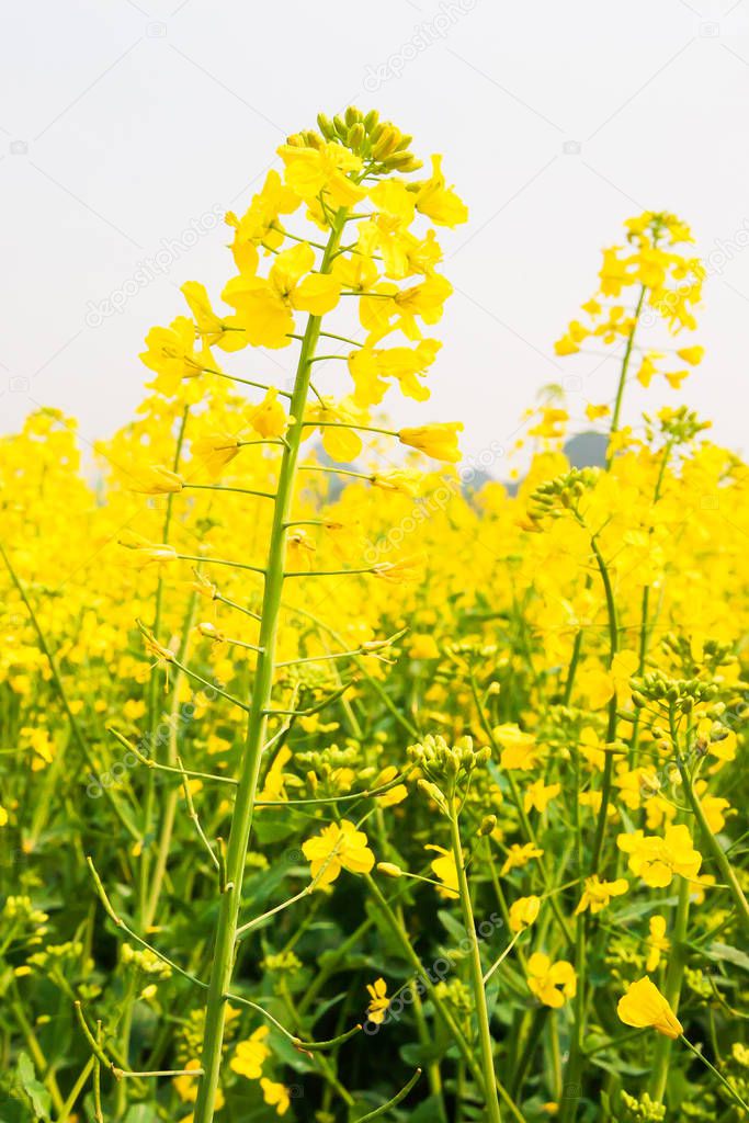 Colourful yellow flowers of mustard plant in full bloom.