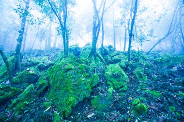 Mystic ancient tropical forest in blue misty. clipart