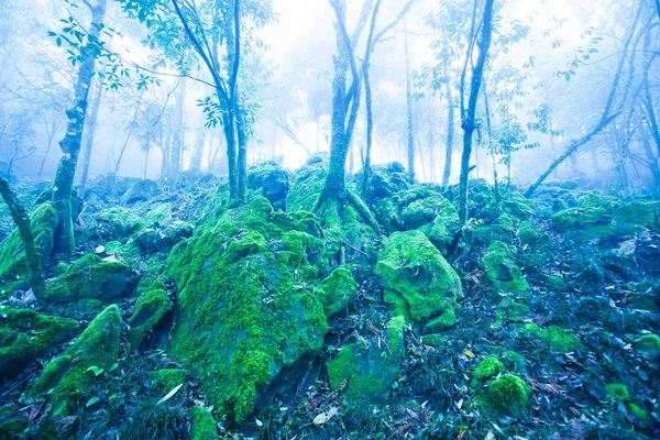 Mystic ancient tropical forest in blue misty. — Stock Photo, Image