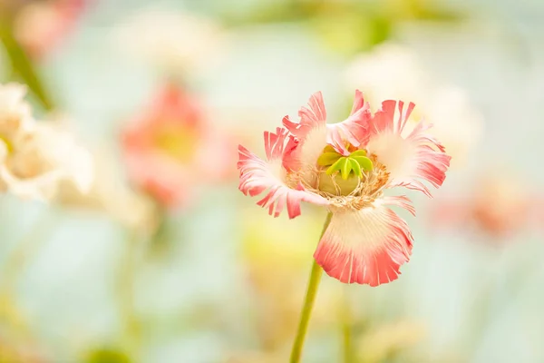 鸦片馆内的人造鸦片花卉. — 图库照片