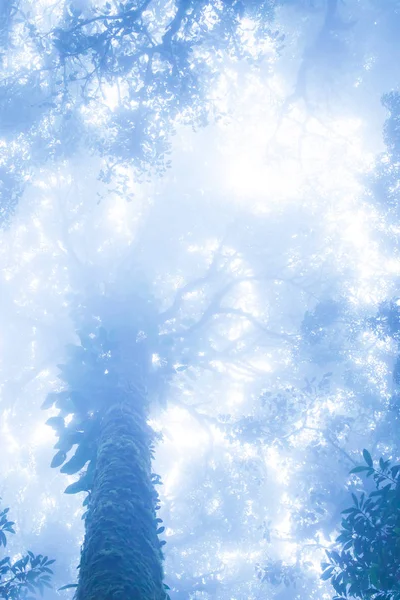 Antica foresta tropicale nella nebbia blu . — Foto Stock
