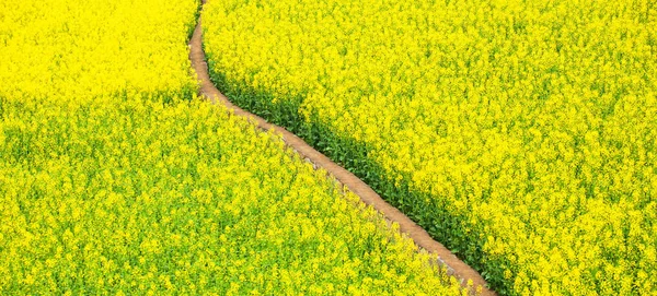 Ein Feldweg in einem gelben Senffeld. — Stockfoto