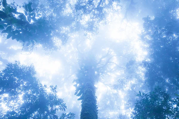 Antica foresta tropicale nella nebbia blu . — Foto Stock