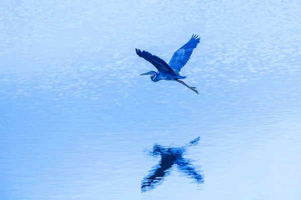 Fialová volavka letí nad modrým jezerem za soumraku. — Stock fotografie