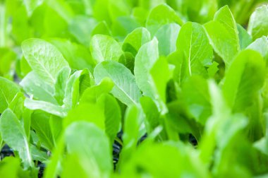 Organik çiftlikteki Choy Sum.