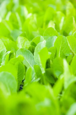 Organik çiftlikteki Choy Sum.