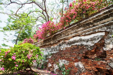 Bougainvillea çiçekleri eski tuğla duvarda çiçek açmış..