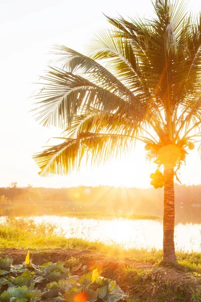 Kokospalme und glühende Sonne in der Sommerdämmerung. — Stockfoto