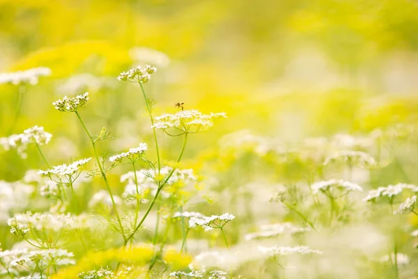 Uma pequena abelha de mel coletando pólen em flores silvestres . — Fotografia de Stock