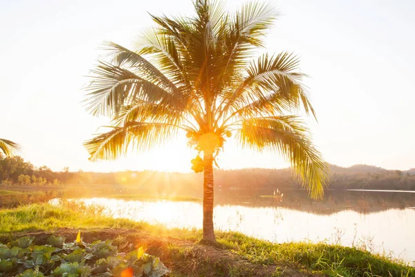 Kokospalme und glühende Sonne in der Sommerdämmerung. — Stockfoto