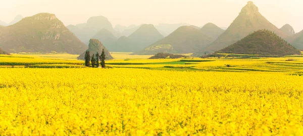 Colourful scenery of mustard fields on springtime. — Stock Photo, Image