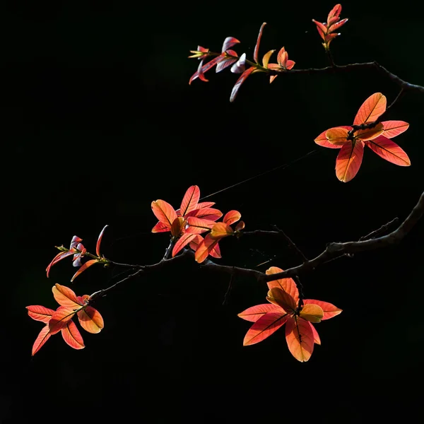 Beautiful young orange leaves against black natural background. — Stock Photo, Image