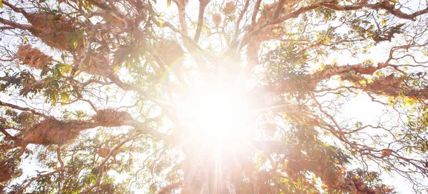 Alsó kilátás egy nagy fa napkeltekor. — Stock Fotó
