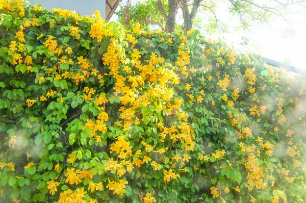 Blooming Yellow bell flowers on modern fence on sunny summer.
