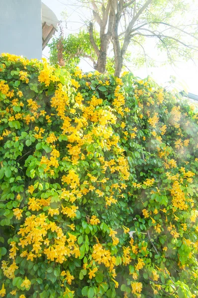 Kwitnące żółte kwiaty dzwonu na nowoczesnym ogrodzeniu w słoneczne lato. — Zdjęcie stockowe