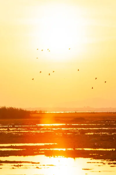 Eine Schar kleiner Pfeifenenten fliegt gegen den Sonnenuntergang. — Stockfoto