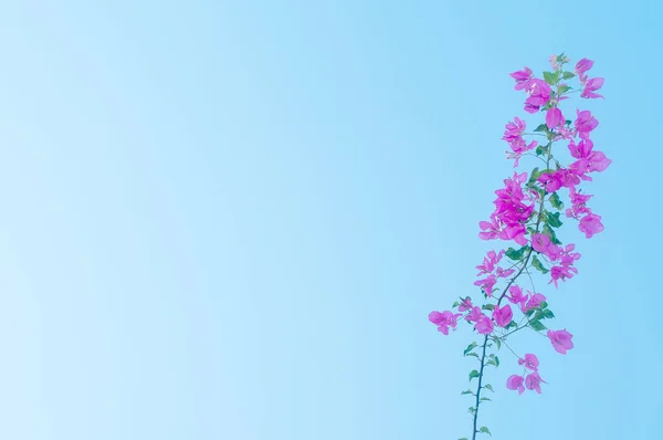 Blühende violette Bougainvilleen vor hellblauem Himmel. — Stockfoto