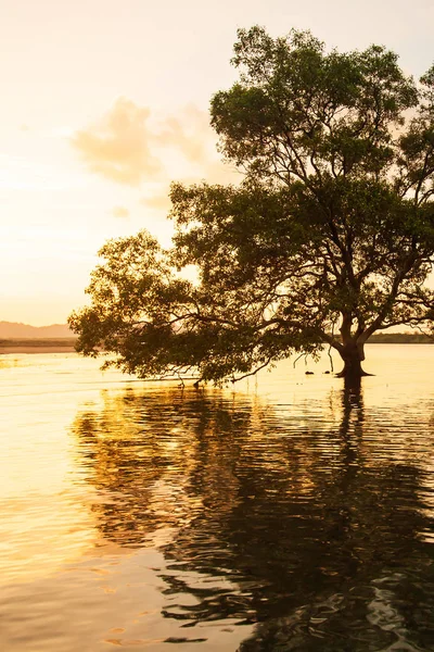 Μεγάλο μανγκρόουβ στέκεται μόνο του δίπλα στη θάλασσα το ηλιοβασίλεμα. — Φωτογραφία Αρχείου