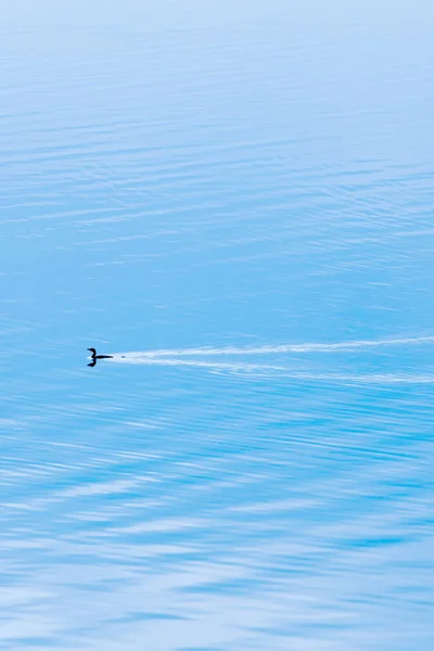 Un petit cormoran nageant dans le lac bleu le matin d'hiver . — Photo