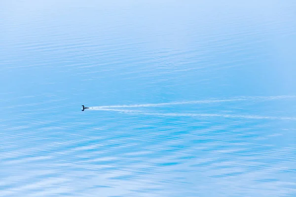 Un petit cormoran nageant dans le lac bleu le matin d'hiver . — Photo