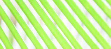 Yeşil palmiye yapraklarının üzerindeki yeşil palmiye yaprakları, bulanık arka planlar, parlak şeffaf, sanat şekli ve yaprak çizgileri. Minimum konsept. Yumuşak odak.